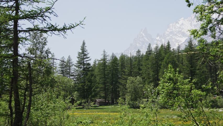 Alpine Forest Landscape With French Alps In The Background