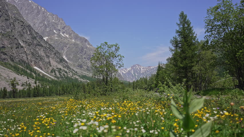 Blooming Meadow In A Mountain Ladscape and Conifer Forest