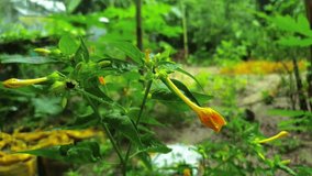 A yellow Mirabilis jalapa flower bud (Four O’Clock flower) in a lush green garden after rainfall. Dewdrops glisten on the petals and leaves, capturing the freshness of nature and monsoon vibes. - Powered by Shutterstock - Get 15% off with code: PIKWIZARD15
