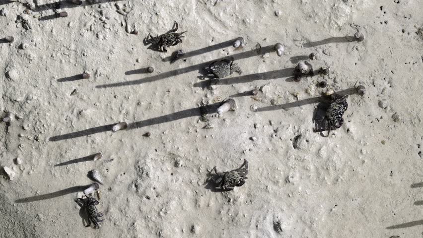 The mottled crabs in the mudflat surface at the mangroves in Jubail island, unique wetlands ecosystem in Abu Dhabi, UAE