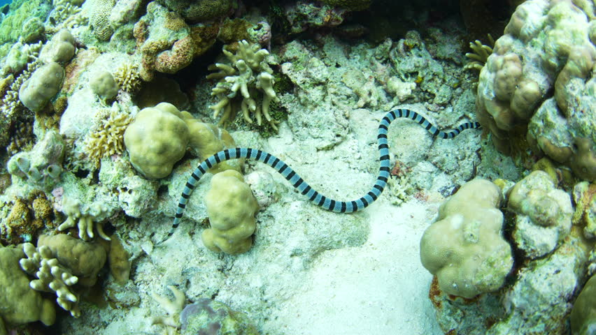 A Banded sea krait, Laticauda colubrina, swims to the surface to breathe in Wakatobi National Park, Indonesia. These beautiful and highly venomous snakes have aposematic coloration.