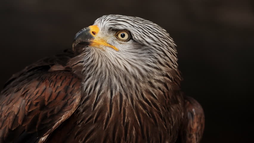 Red kite milvus closeup portrait in the air, Wildlife, birds, ornithology. Rear shot of predator bird looking straight to camera. Cinematic frame of stunning hawk. Fauna of Asia and Africa.