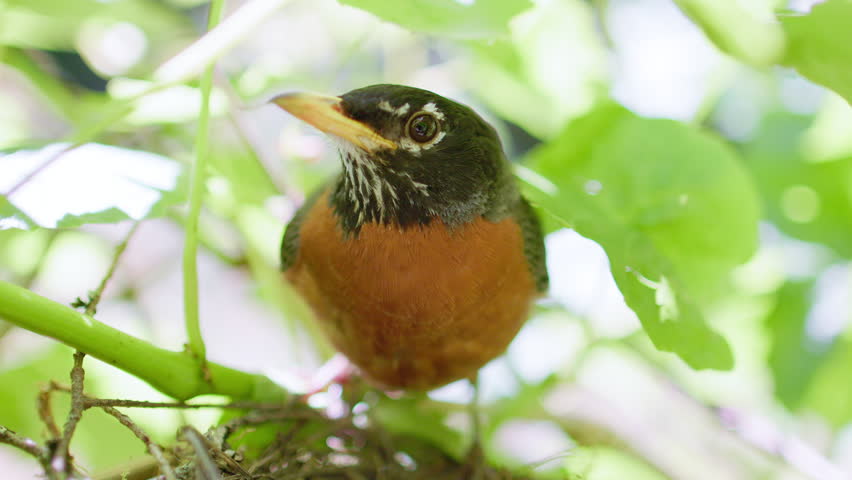 Wide macro close up of vibrant American Robin (Turdus migratorius) perched over its nest in a lush Grapevine, yawns and looks around.