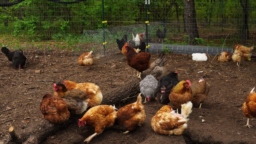 Cage free chickens pecking and pulverizing soil in outdoor enclosure build next to woods - Animals use tunnel made of deer guard fence to walk from and to hen house through woods