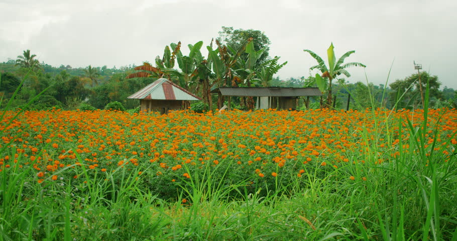 Field of blooming orange marigold flowers with wooden huts and banana trees