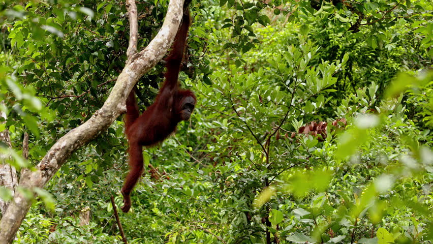 Male orangutan jumping hanging in rainforest, monkeys, national park, Malaysia, wildlife, primates, jungle, forest, nature, animal, habitat, tropical, environment, outdoor, endangered, ape, rainforest