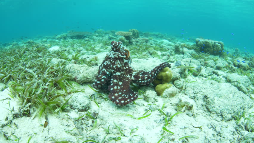 A Day octopus, Octopus cyanea, explores the seafloor of a shallow reef and seagrass meadow in Wakatobi National Park, Indonesia. These aggressive octopus will cannibalize smaller individuals.