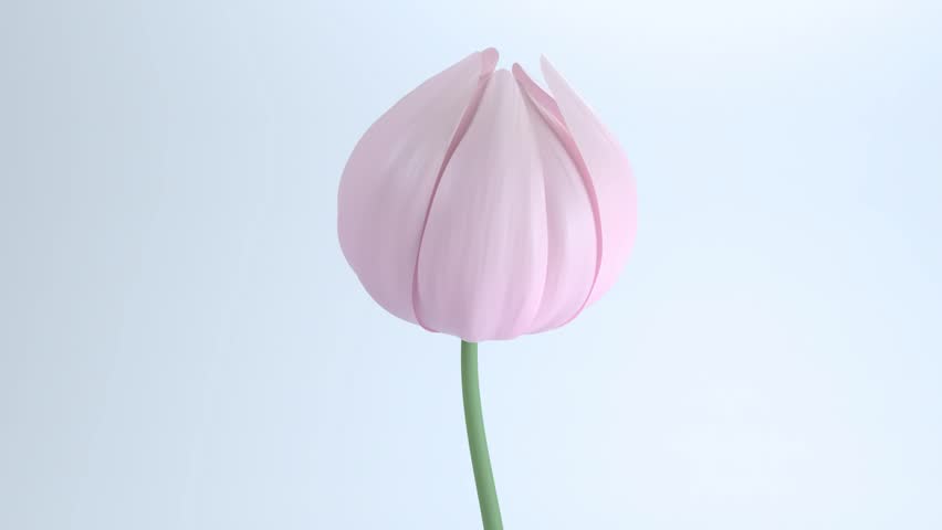 Pink flowers blooming on white background, dahlia, chrysanthemum, petals swaying in the wind, 3d animation simulation.