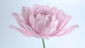 Pink flowers blooming on white background, dahlia, chrysanthemum, petals swaying in the wind, 3d animation simulation. - Powered by Shutterstock - Get 15% off with code: PIKWIZARD15