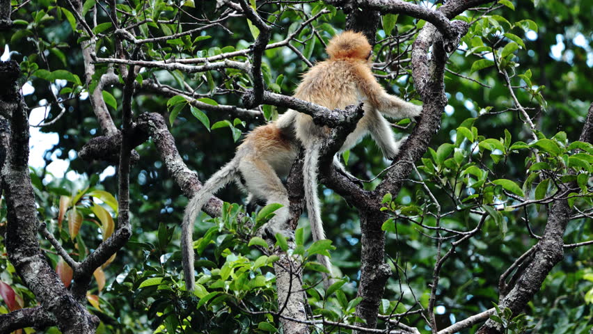 An adult male city monkey Miller's Langur alpha male enjoying laying on tree after rain. Borneo Park monkeys endemic to island, which are scattered in mangroves, swamps and coastal. Wild nature ape