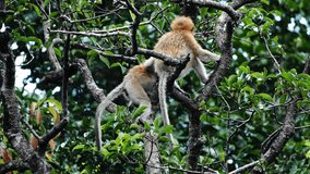 An adult male city monkey Miller's Langur alpha male enjoying laying on tree after rain. Borneo Park monkeys endemic to island, which are scattered in mangroves, swamps and coastal. Wild nature ape - Powered by Shutterstock - Get 15% off with code: PIKWIZARD15