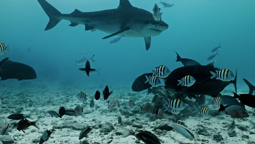 Amazing closeup tiger sharks with sharp teeth swimming underwater on coral reef ocean of Borneo. Shark diving tourism. Divers feed school of sharks. Marine wild dangerous underwater predators of Bali
