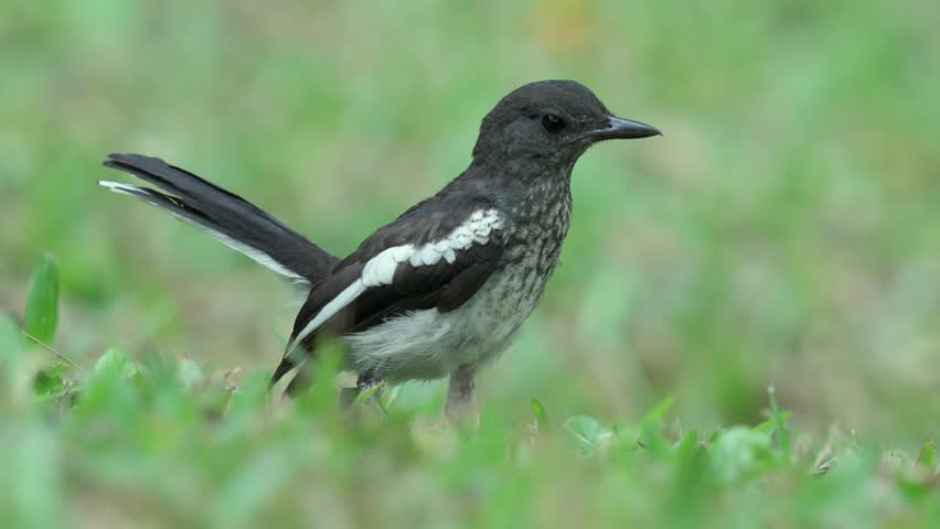 Foraging Oriental Magpie-Robin Bird On The Grassy Ground. Selective Focus Shot