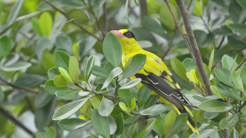 Vibrant Yellow Plumage With Black Markings. Black-naped Oriole Bird Species. Close-up Shot