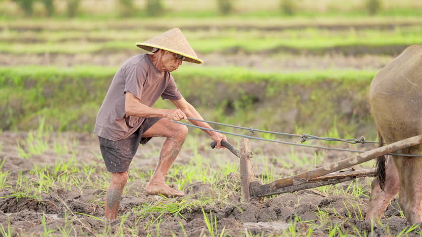 Rice farmer plowing paddy field with carabao or water buffalo, traditional farming, old man with conical hat, smallholder in Bali, Indonesia, Southeast Asia, farm or plantation