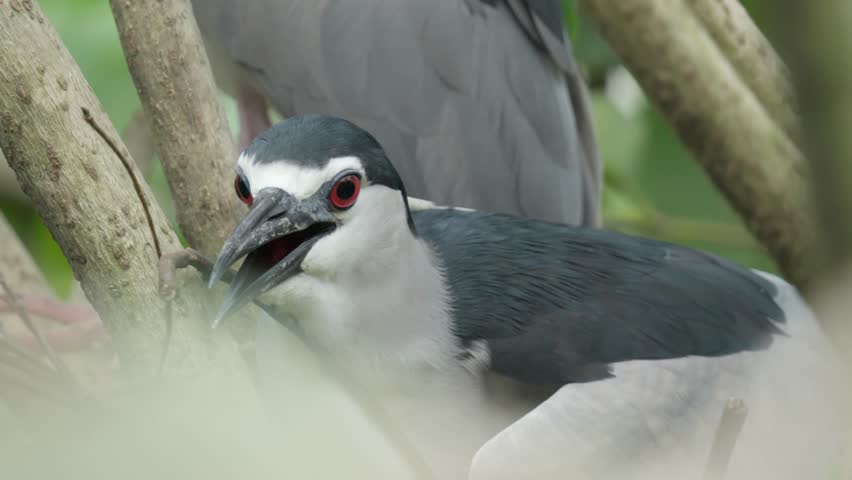 Black-crowned Night Heron On Wetland Habitat In North America. Close-up Shot