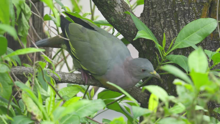 Portrait Of A Pink-necked Green Pigeon Bird Resting On A Woodland Habitat. Close-up Shot