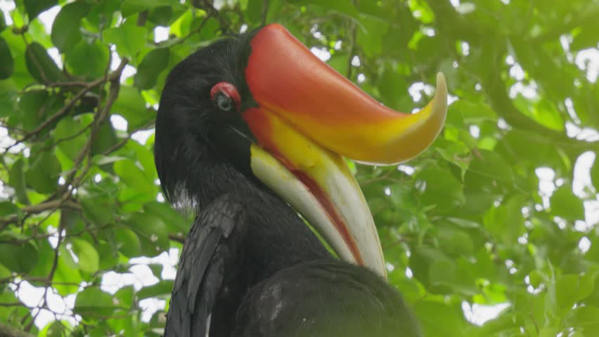 Distinctive Large And Colorful Beak Of A Hornbill In Subtropical Regions Of Africa. Close-up Shot