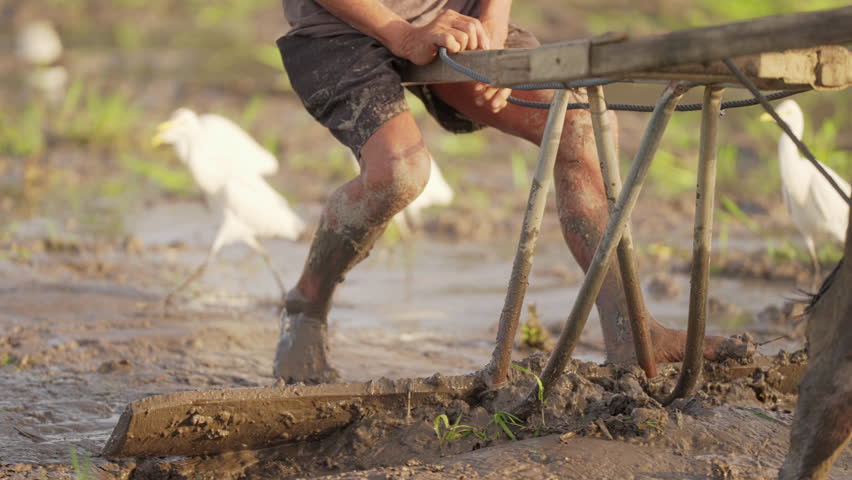 Asian farmer leveling muddy rice paddy field with traditional leveler, water buffalo, white cattle egrets