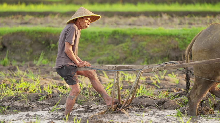 Old indonesian farmer leveling rice paddy field with traditional leveler and working farm animal, asian domestic water buffalo or carabao, bali, indonesia, southeast asia