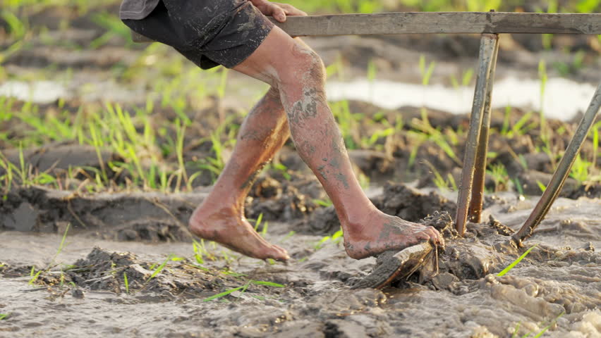 Close-up of rice farmer leveling muddy paddy field with traditional wooden leveler after plowing, smallholder farming, southeast asia