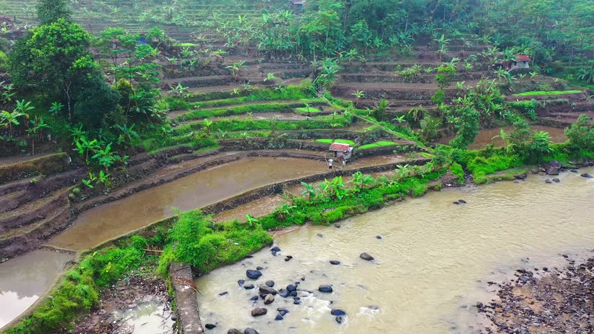 Aerial footage of lush terraced fields in Samoa after a tropical cyclone. Overcast lighting highlights waterlogged paddies and greenery. A serene yet poignant landscape.