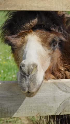 ertical close-up of a Bactrian camel (Camelus bactrianus) resting its head over a wooden fence, showing distinctive thick fur, split upper lip, and strong features in bright sunlight on green pasture