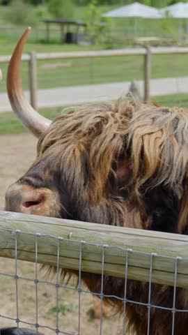 Close-up of a Highland cow eating a carrot from a person’s hand over a wooden fence in a countryside farm setting, daytime, real time vertical shot