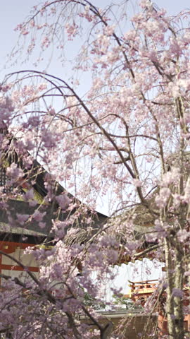 Fushimi Inari in Kyoto, Japan captivates with cherry blossoms and traditional architecture during springtime