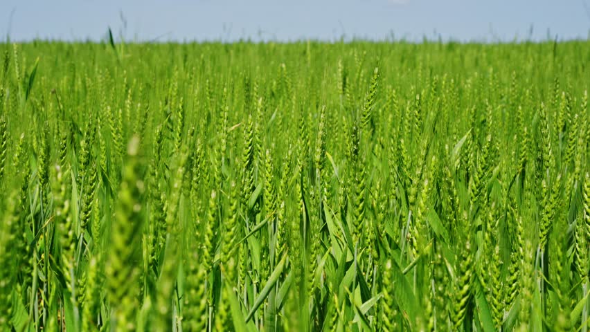 Growing green rye field with lush tall plants stretching towards the horizon