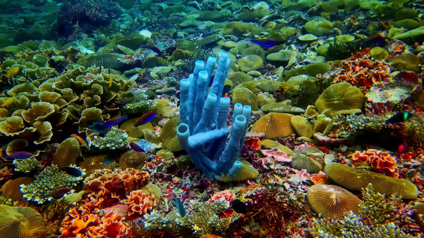 Blue barrel sponge and masked butterflyfish among colorful coral reef and tropical marine life underwater
