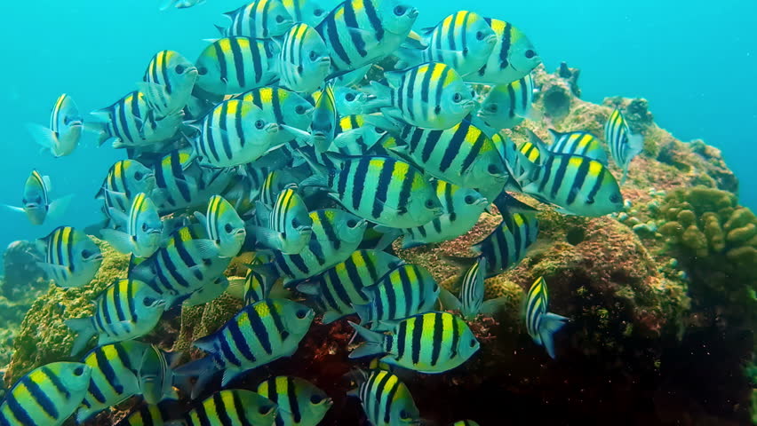 School of sergeant major fish swimming above coral reef in clear tropical ocean water