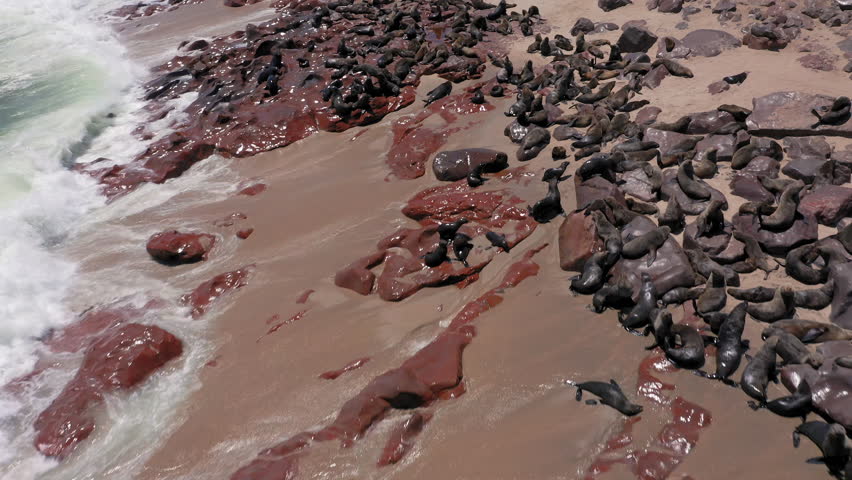 Aerial drone shot of a massive Cape fur seal colony at Cape Cross Reserve on Namibia’s Skeleton Coast under bright sunlight