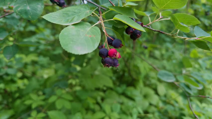 Wild black berries growing on a green bush in the forest. ripening serviceberries on a branch, showcasing their transition from red to deep purple amidst lush green foliage. green leaves nature spring