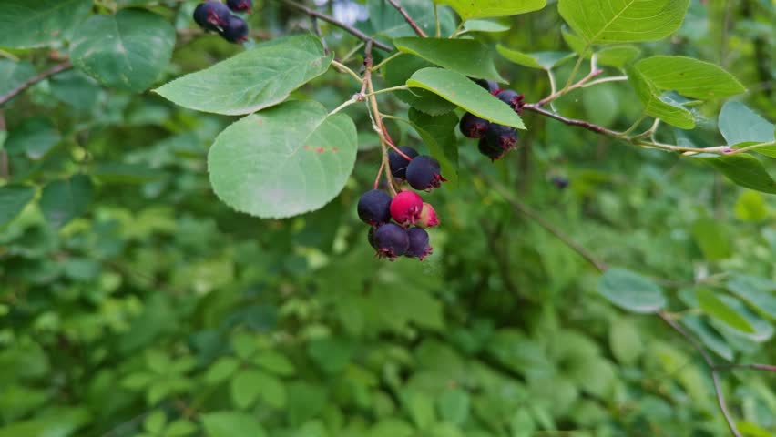 Wild black berries growing on a green bush in the forest. ripening serviceberries on a branch, showcasing their transition from red to deep purple amidst lush green foliage. green leaves nature spring