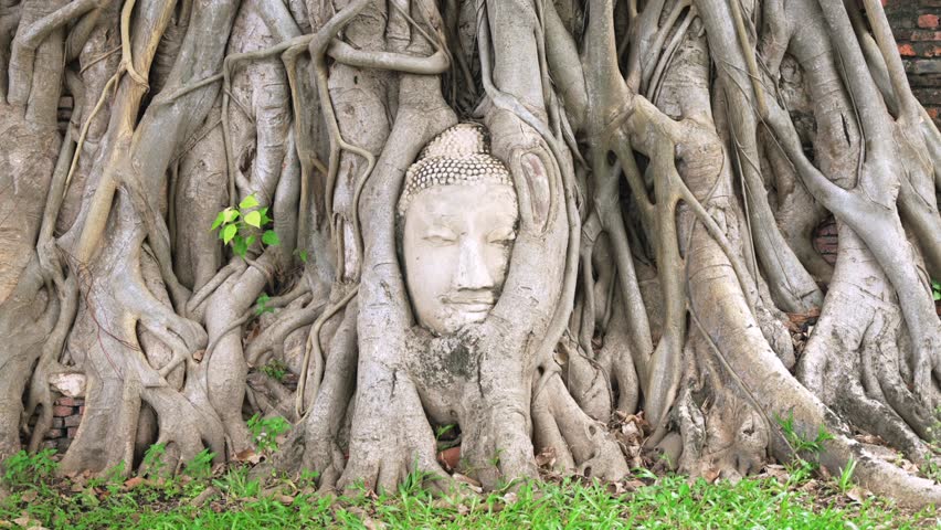Mystical Buddha Head in Bodhi Tree Roots at Wat Mahathat, Ayutthaya - Symbol of Thai Spiritual Serenity. Zoom in cinematic shot