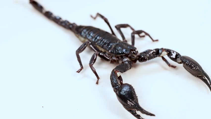 A scorpion moves across a white surface under bright lighting, showcasing its detailed anatomy and natural behavior