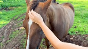 A person's hand softly strokes a brown horse's head outdoors on a sunlit, grassy farm path, creating a calm, affectionate atmosphere with natural lighting - Powered by Shutterstock - Get 15% off with code: PIKWIZARD15