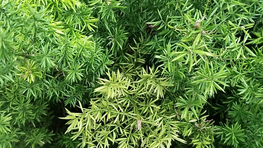 Closeup View Asparagus densiflorus ,asparagus fern, plume asparagus or foxtail fern is a variable evergreen perennial plant. It is native to southern Africa, from Mozambique to South Africa,
