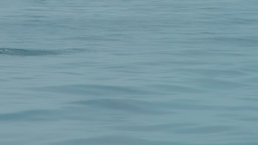 Humpback whale swimming gracefully in the ocean of Los Organos, Piura, Peru
