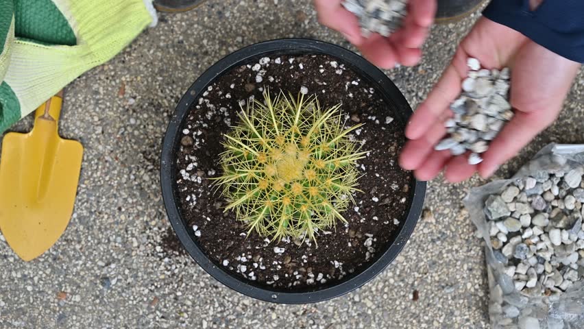 Farmer put some stone for protect and decoration while planting a golden barrel cactus in flower pot. Golden barrel cactus is popular for ornamental plant in contemporary garden designs.