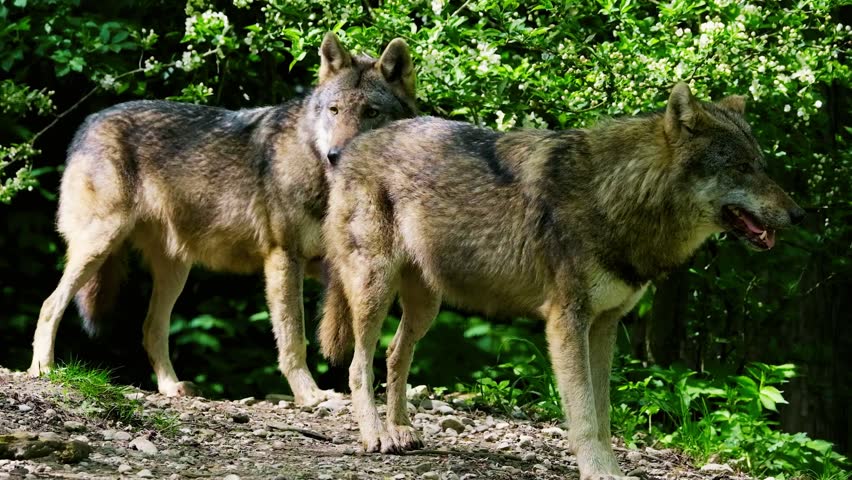 Two gray wolves stand alert in their natural woodland habitat, showcasing the wild beauty and behavior of these majestic predators.
