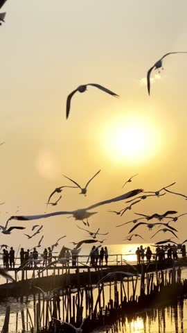 Saphan Deng Samut Sakhon Seagull samut sakhon thailland view