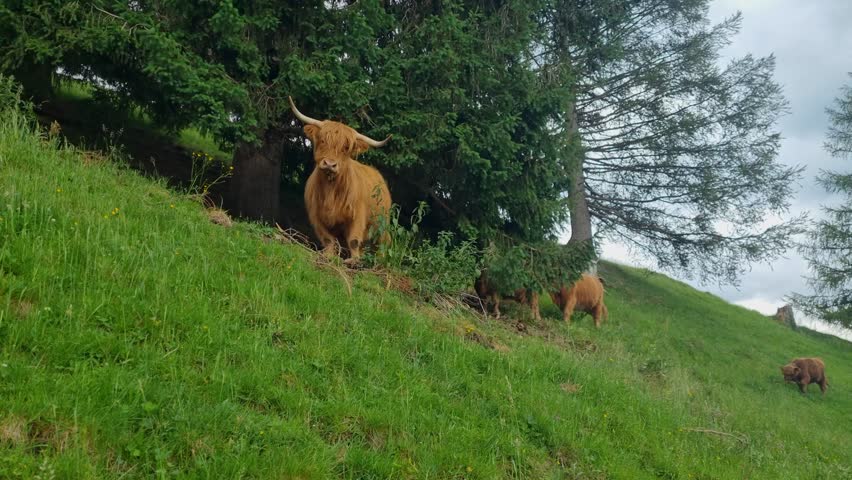 A herd of Scottish Highland cows climbs a green mountain meadow, appearing slightly uneasy, while some take shelter beneath an old, massive fir tree in Lenk, Switzerland