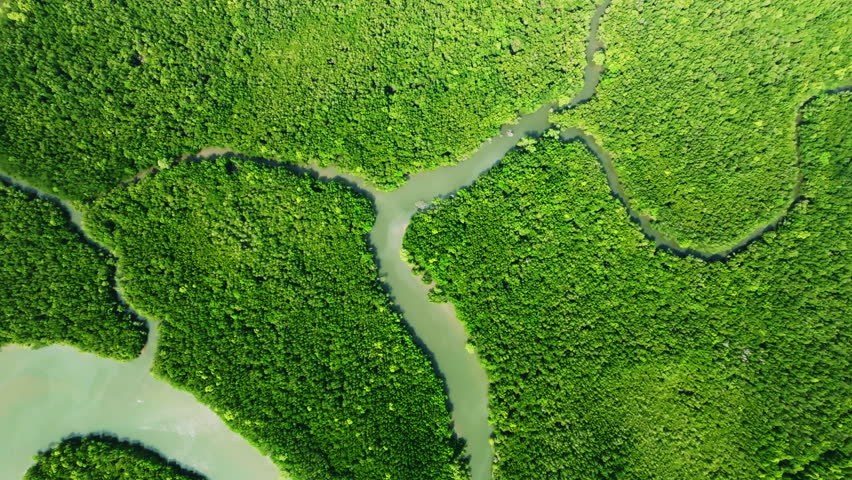 Amazing abundant mangrove forest in Thailand Aerial view of forest trees Rainforest ecosystem and healthy environment background Texture of green trees forest top down High angle view