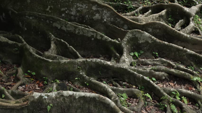 Ancient Ceiba tree sprawling, tangled roots along Goa Gajah temple in Ubud Indonesia nature