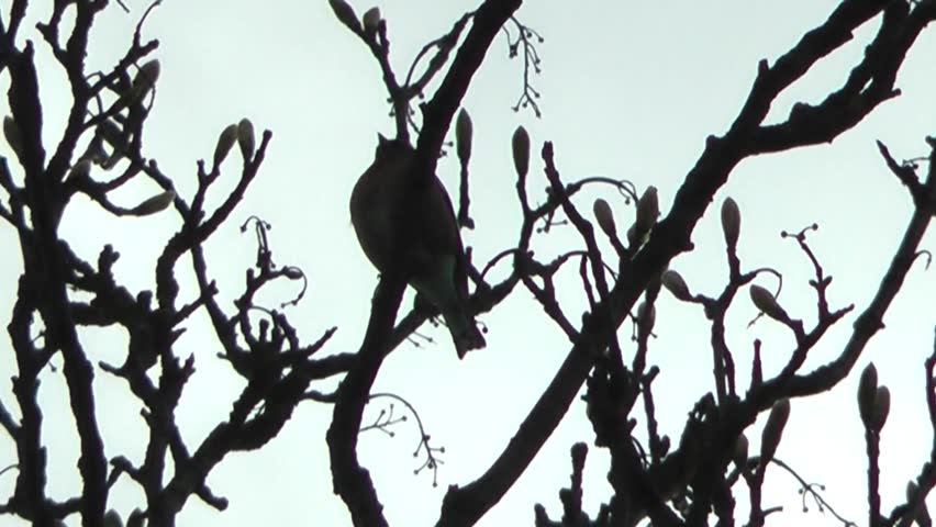 Silhouette of a bird singing in a tree