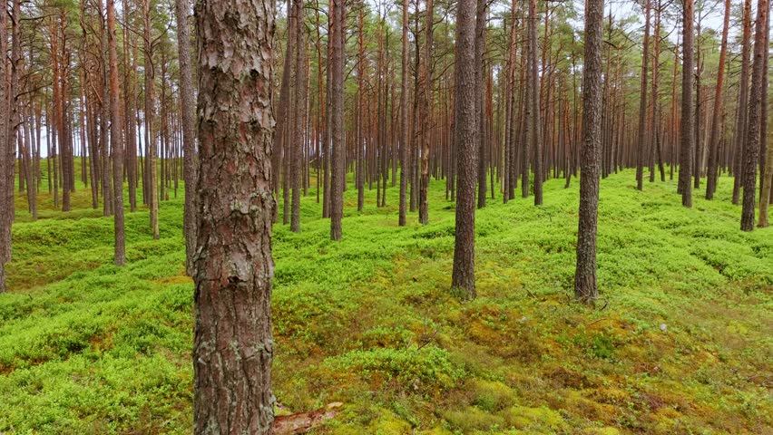 Pine trunks, wet forest floor, green moss by Baltic Sea Latvia, smooth reverse