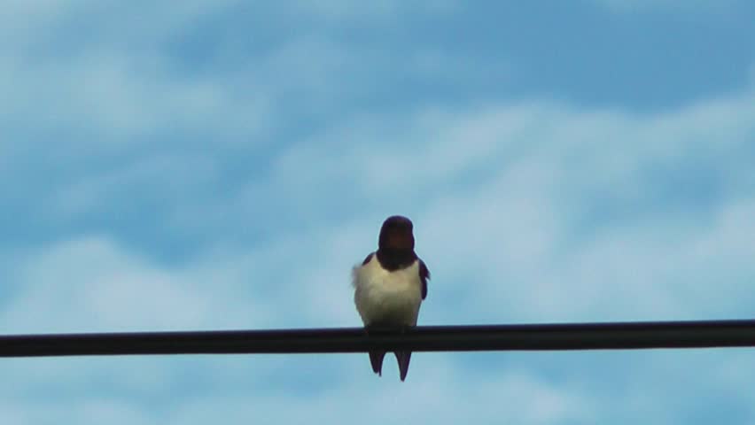 A bird on a telephone wire, singing, then flies away (Swallow)