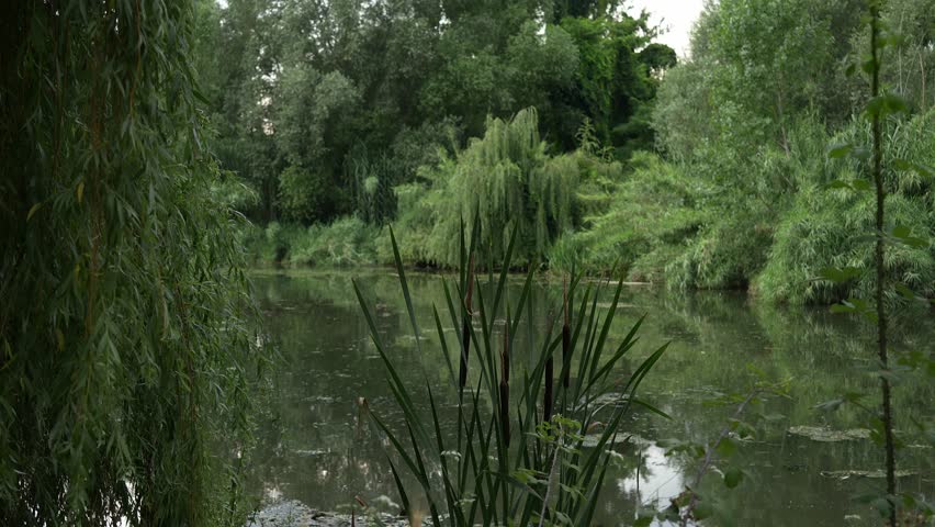 Quiet pond bordered by dense green vegetation and overhanging willow trees reflecting on still water. Reeds and aquatic plants in the foreground frame the peaceful natural scene under soft summer
